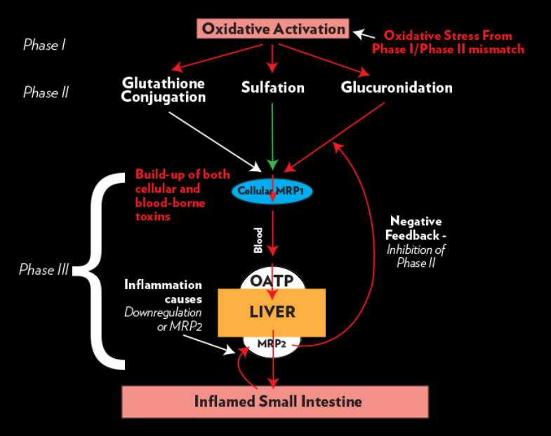 Science behind_QS_Oxidante activation