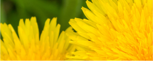 dandelion-multifaceted-nutritional-benefits-life-extension-europe